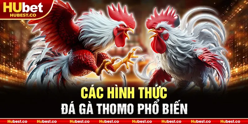 Đá Gà THOMO - Kinh Nghiệm Chơi Đá Gà Online Hiệu Quả 2025 2 Các hình thức đá gà Thomo phổ biến