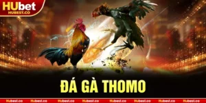Đá gà Thomo
