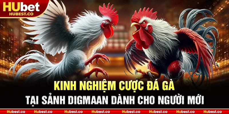Kinh nghiệm cược đá gà tại sảnh Digmaan dành cho người mới