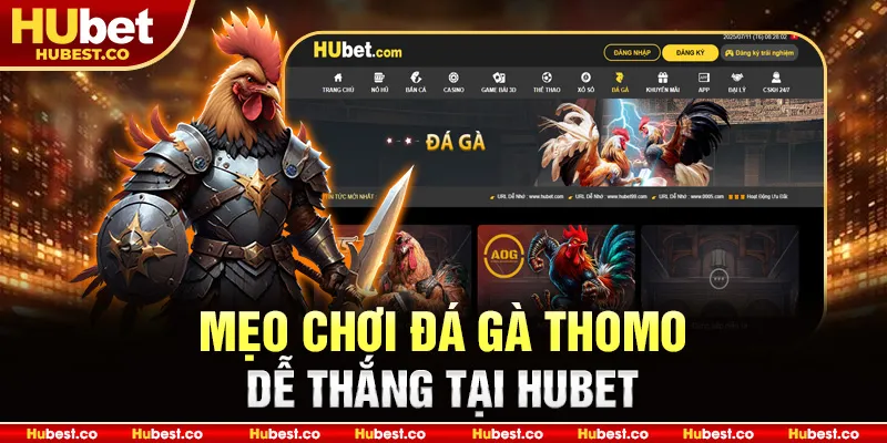 Đá Gà THOMO - Kinh Nghiệm Chơi Đá Gà Online Hiệu Quả 2025 3 Mẹo chơi Đá Gà Thomo dễ thắng tại HUBET