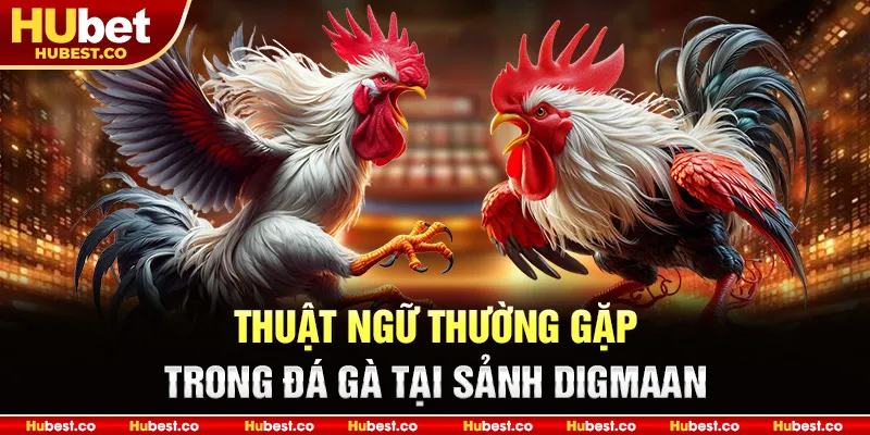 Thuật ngữ thường gặp trong đá gà tại sảnh Digmaan