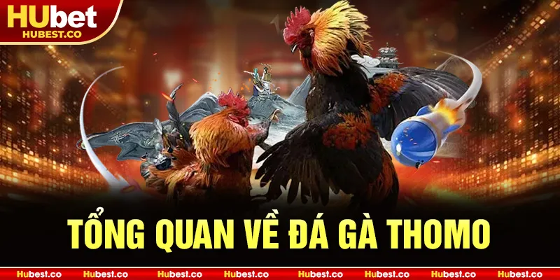 Đá Gà THOMO - Kinh Nghiệm Chơi Đá Gà Online Hiệu Quả 2025 1 Tổng quan về đá gà Thomo