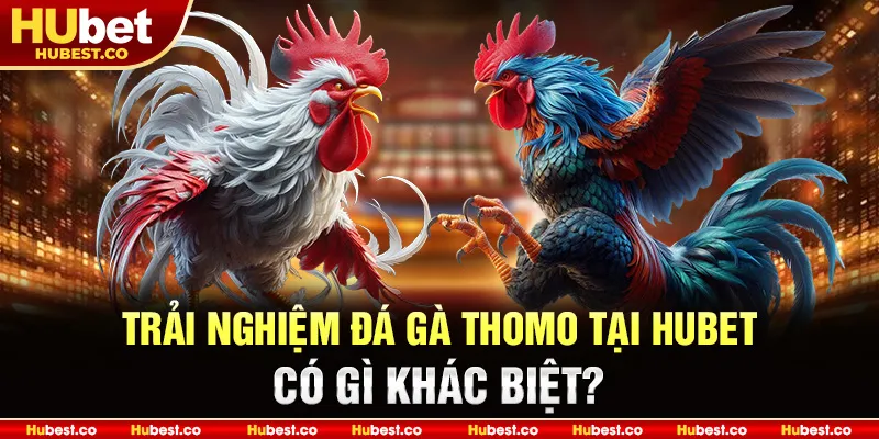 Đá Gà THOMO - Kinh Nghiệm Chơi Đá Gà Online Hiệu Quả 2025 4 Trải nghiệm Đá Gà Thomo tại HUBET – Có gì khác biệt?